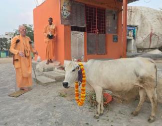 cow garland 